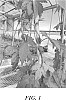 Humulus%20lupulus%20%27HBC%20695%27