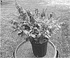 Buddleja%20hybrid%20%27Balchrylu%27
