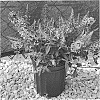 Buddleja%20hybrid%20%27Balchryink%27