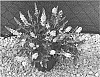 Buddleja%20hybrid%20%27Balchryite%27