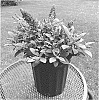 Buddleja%20hybrid%20%27Balchryurp%27