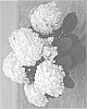 Hydrangea%20macrophylla%20%27H220912%27