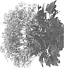 Saxifraga%20cortusifolia%20%27SH%201933%27