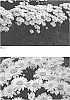Leucanthemum%20x%20superbum%20%28Bergmans%20ex%20J.W.Ingram%29%20D.H.Kent%20%27Banana%20Cream%20II%27