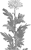 Chrysanthemum%20X%20morifolium%20%27DLFROSC10%27