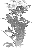 Chrysanthemum%20X%20morifolium%20%27DLFDANT3%27