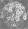 Chrysanthemum%20X%20morifolium%20%27Zanmuhal%27