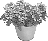 Verbena%20x%20hybrida%20%27KLEVP20052%27