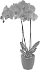 Phalaenopsis%20hybrida%20%27Precious%20Love%27