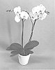 Phalaenopsis%20hybrid%20%27PHALINCE%27