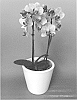 Phalaenopsis%20hybrid%20%27PHALEIMXOG%27