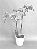 Phalaenopsis%20hybrid%20%27PHA1566855%27