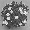 Impatiens%20hawkeri%20%27Dongiwirowhi%2020%27