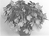 Begonia%20boliviensis%20X%20Begonia%20tuberhyrida%20%27BeTesorang%27