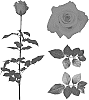 Rosa%20hybrida%20%27ESM%20R394%27
