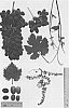 Vitis%20vinifera%20%27Sheegene%20104%27