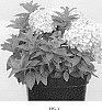 Hydrangea%20paniculala%20%27GRHPLS%27