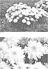 Leucanthemum%20x%20superbum%20%27Marshmallow%27