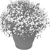 Euphorbia%20hypericifolia%20%2716EUPD1%27