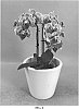 Phalaenopsis%20hybrid%20%27PHA1277660%27