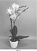 Phalaenopsis%20hybrid%20%27PHA1906615%27