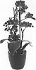 x%20Doritaenopsis%20%28Doritis%20x%20Phalaenopsis%29%20%27Fruit%20Punch%27