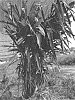 Alpinia%20zerumbet%20x%20henryi%20%27LY1%27