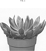 Echeveria%20setosa%20%27Oliver%27%20x%20Echeveria%20purpusorum%20A.%20Berger%20%27AMIECH2103%27
