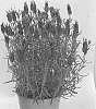 Lavandula%20angustifolia%20%27KLELV20123%27