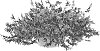 Salvia%20x%20guaranitica%20%27Hummingbird%20Falls%27