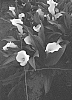 Zantedeschia%20sprengeri%20%27Dozanalas%27