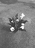 Zantedeschia%20sprengeri%20%27Dozanwhiho%27