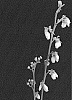 Vaccinium%20corymbosum%20L.%20%27Sentinel%27