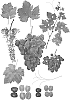 Vitis%20vinifera%20%27NAVSEL%2020%27