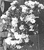Rhododendron%20hybrid%20%27NCRX5%27