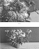 Verbena%20hybrida%20%27VEAZ0067%27