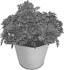 Verbena%20x%20hybrida%20%27KLEVP20037%27
