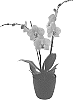 Phalaenopsis%20hybrida%20%27Sandman%27