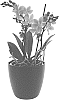 Phalaenopsis%20hybrida%20%27Fiery%20Flames%27