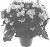 Begonia%20x%20hiemalis%20%27KRBETWH01%27