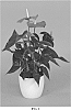 Anthurium%20andraeanum%20L.%20%27ANTHGRICJE%27