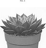 Echeveria%20hybrid%20%27AMIECH2003%27