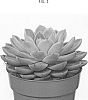 Echeveria%20hybrid%20%27AMIECH2006%27