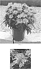 Monarda%20didyma%20%27Balbeemav%27