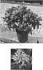 Monarda%20didyma%20%27Balbeemin%27