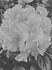Rhododendron%20hybrid%20%27NCRX7%27