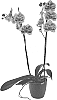 Phalaenopsis%20hybrida%20%27Secret%20Messages%27