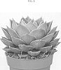 Echeveria%20agavoides%20Lem.%20x%20Echeveria%20purpusorum%20A.%20Berger.%20%27AMIECH2107%27