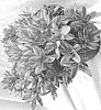 Crassula%20capitella%20%27Daydream%27