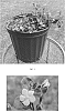 Lysimachia%20congestiflora%20%27Firefly%27